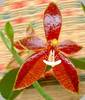 Phal. honghenense x cornu cervi Red